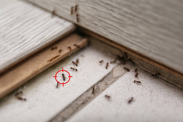 Best Termite Control Services  in Walnut Creek, OH