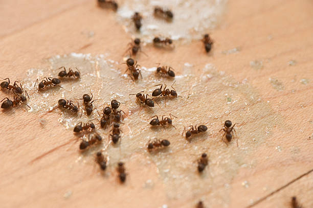 Best Pest Control for Restaurants  in Walnut Creek, OH